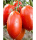 Tomato F1 Suraj 10 grams